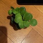 Peperomia rotundifolia葉