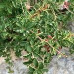 Berberis aetnensis برگ