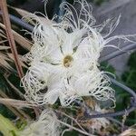 Trichosanthes cucumerina Blomma