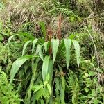 Pitcairnia imbricata عادت داشتن