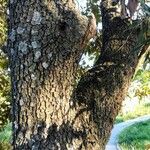 Quercus ilex Kabuk