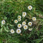 Bellis annuaFlower