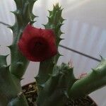 Huernia macrocarpa Žiedas