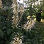 Aesculus parviflora Hábito