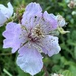 Rubus ulmifolius പുഷ്പം