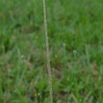 Sporobolus indicus Fula
