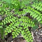 Adiantum trapeziforme पत्ता