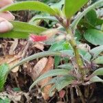 Kohleria hirsuta Fleur