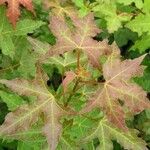 Acer truncatum Folha