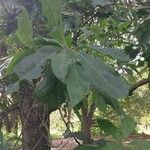 Quercus falcata Leaf