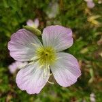 Oenothera speciosaFiore