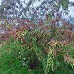 Indigofera heterantha Habit