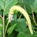 Saururus cernuus Blomst