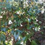 Abelia × grandiflora Blomst