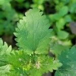 Urtica chamaedryoides Blatt