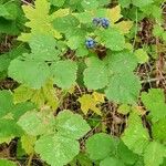 Rubus caesiusLeaf