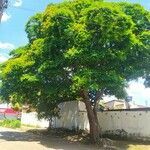 Caesalpinia pluviosa Habit