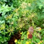 Chaerophyllum aureum Blad