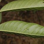 Annona reticulata পাতা