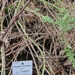 Astragalus mongholicus Hábito