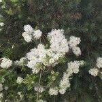 Melaleuca alternifolia Flower