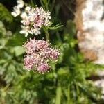 Mutellina adonidifolia 花