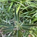 Kalanchoe serrata Leaf