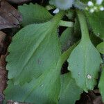 Micranthes virginiensis Leaf