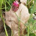 Platycapnos spicata Blomma