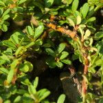 Cotoneaster congestus Other