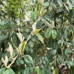 Cotoneaster franchetii Leaf