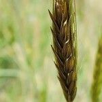 Triticum monococcum Fruit