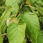 Davidia involucrata Ліст