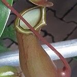 Nepenthes alata Outro