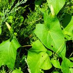 Calystegia silvatica Leaf