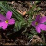 Primula angustifolia Flower