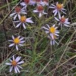 Galatella sedifolia Flor