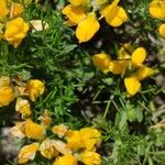 Genista hispanica Flor