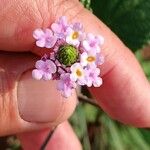 Lantana trifolia Flower