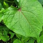 Fagopyrum tataricum পাতা