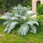 Cynara cardunculus অভ্যাস