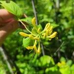 Lonicera hirsuta Floare