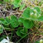 Teucrium pyrenaicum Hoja