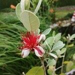 Acca sellowiana Λουλούδι