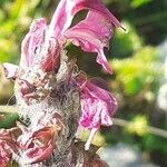 Pedicularis rostratospicata 花