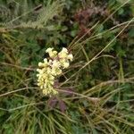 Solidago bicolor Цвят