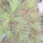 Pinus pinasterLeaf