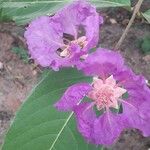 Lagerstroemia speciosaΛουλούδι