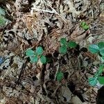 Rubus hispidus Leaf