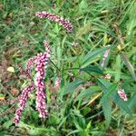 Persicaria careyi